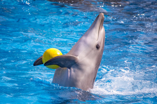 A Cute Dolphins During A Speech At The Dolphinarium, Batumi, Geo