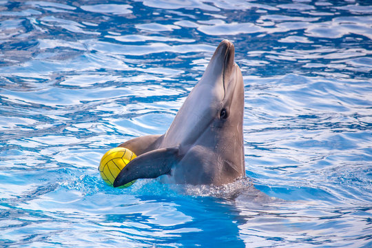 A Cute Dolphins During A Speech At The Dolphinarium, Batumi, Geo