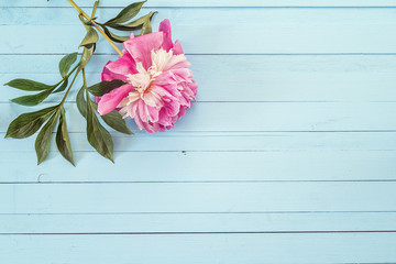 Purple peony on blue painted wooden planks. Place for text.