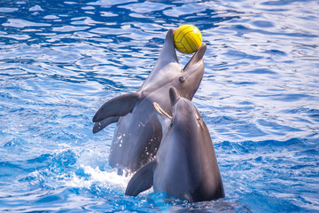 Naklejka premium a cute dolphins during a speech at the dolphinarium, Batumi, Geo