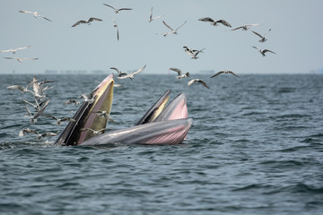 Naklejka premium Mother whale and her calf are hunting shrimps