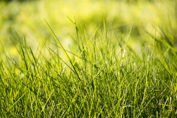 grass background