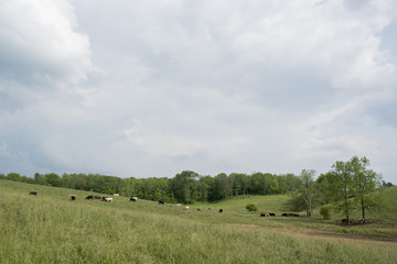 Cattle grazing on a hill