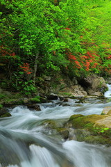 Obraz premium 魚止めの滝 岳川のツツジ