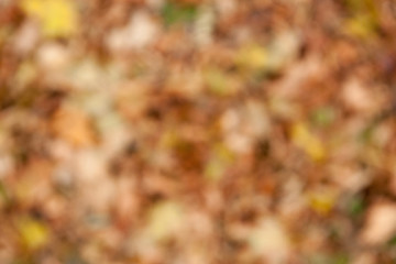 Autumn blurred bokeh background