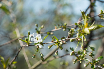 Fototapeta premium Blooming cherry tree against the blue sky