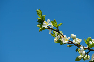 Blooming cherry tree against the blue sky