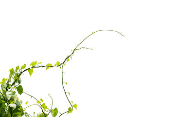 Vine Branch, Vine leaves on white background