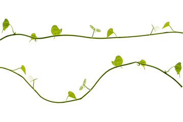 Vine Branch, Vine leaves on white background