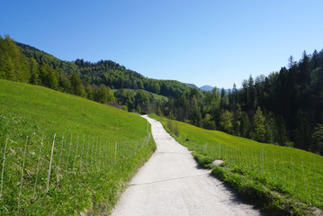 Road leading to the woodland
