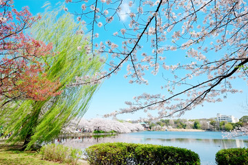 Fototapety  Piękna sceneria z czerwonym liściem, zielona wierzba, kwiat sakura, czysty staw i jasne, żywe błękitne niebo w sezonie wiosennych kwiatów wiśni, Tokio, Japonia