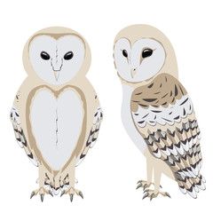 Cartoon Barn Owl