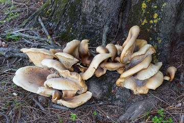 Bracket fungus growing on a tree at Herdsman Lake in Perth, Western Australia.