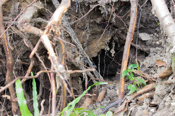 tree roots underground