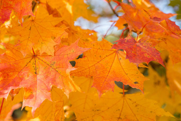 Fototapeta premium autumn maple