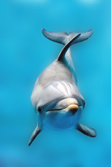 Obraz premium dolphin smiling eye close up portrait detail