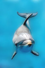 Crédence de cuisine en verre imprimé Dauphin dauphin souriant oeil gros plan portrait détail