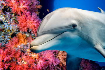 dolphin underwater on reef close up look © Andrea Izzotti