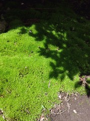 green moss earth