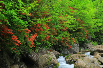 魚止めの滝　岳川のツツジ