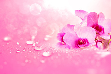 Fototapeta na wymiar orchid flower with rain water drops on pink romance background