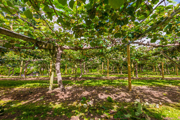Fototapeta premium Kiwi fruit orchard North Island New Zealand