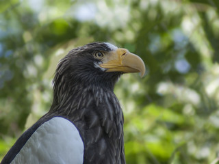 bielik © Henryk Olszewski