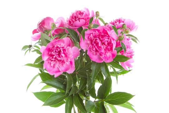 Isolated pink peonies