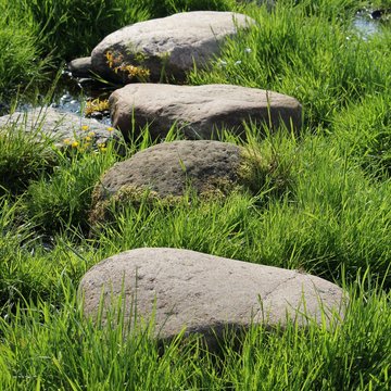 Stepping stones leading the way across wetland