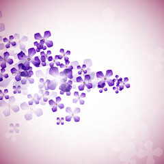 delicate translucent flowers lilac on a blurred and shined background for a romantic web and paper design