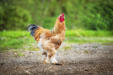 Brama rooster walking in the yard
