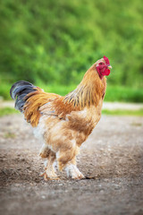 Brama rooster walking in the yard