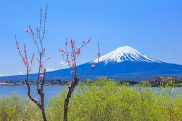 桃の花と富士山と河口湖