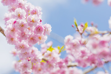 富士山と桜の花