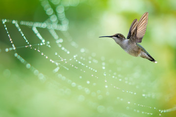 Fototapeta premium Hummingbird hover in mid-air in the garden