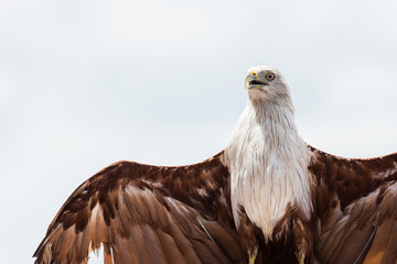 Bald eagle on white background.