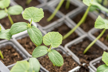 Cucumber nursery garden leaf macro
