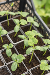 Cucumber nursery garden leaf macro