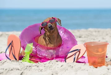 Zelfklevend Fotobehang dachshund on beach © cynoclub