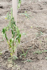Tomato disease blight garden