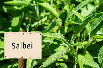 Kräuter Salbei Schild