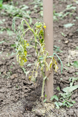 Tomato infected with blight