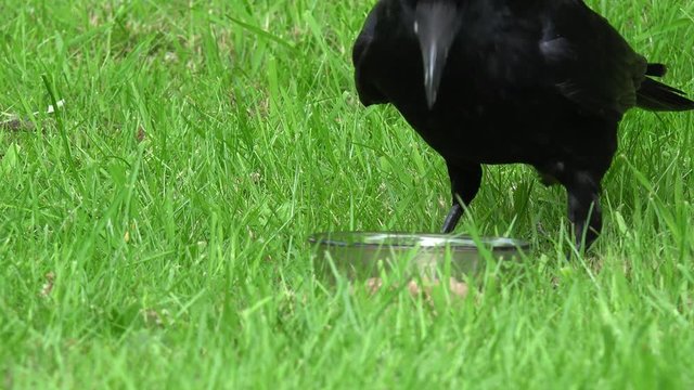 Common raven eat animal food on meadow