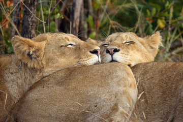 Lion ( Panther leo kruegeri) , two cubs