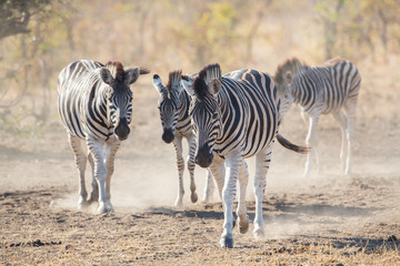 Fototapeta na wymiar Zebras walking on the dust, Kruger Park, South Africa
