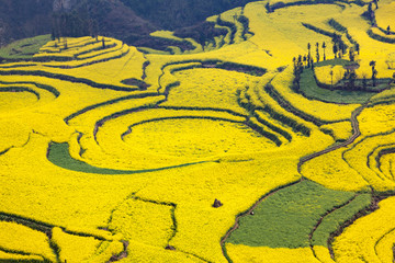 ハート型の菜の花畑
