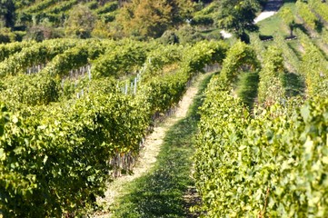 Wineyard in austria
