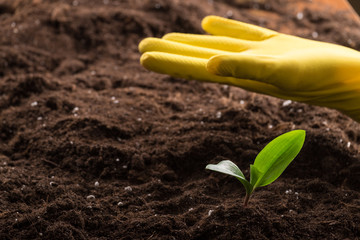 Sprout in ground