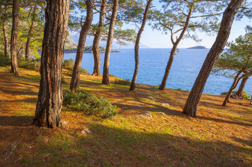 Turkey, Oludeniz. Sea, pines and the sea. Island on the horizon