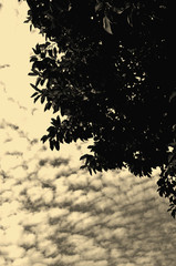 leaf black and white background on sky